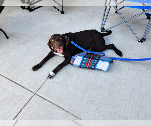 Medium Photo #2 Labrador Retriever-Unknown Mix Puppy For Sale in Clovis, CA, USA