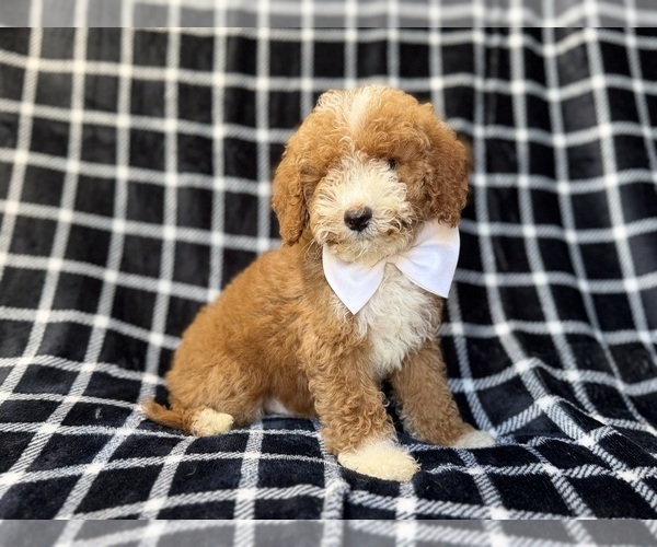Medium Photo #6 Poodle (Miniature) Puppy For Sale in LAKELAND, FL, USA