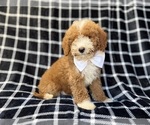 Small #5 Poodle (Miniature)