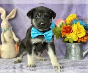 German Shepherd Dog Puppy for sale in LANCASTER, PA, USA