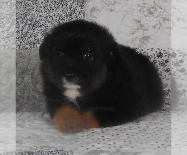 Medium Photo #5 Miniature Australian Shepherd Puppy For Sale in HARRISON, OH, USA