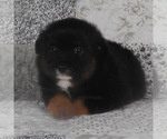 Small #4 Miniature Australian Shepherd