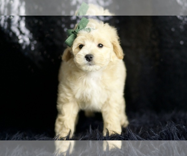 Medium Photo #3 Maltipoo (Miniature) Puppy For Sale in WARSAW, IN, USA