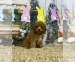 Small Photo #2 Cavapoo Puppy For Sale in ROANOKE, IL, USA