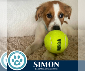 Australian Shepherd-Unknown Mix Dogs for adoption in Kimberton, PA, USA