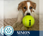 Small Australian Shepherd Mix