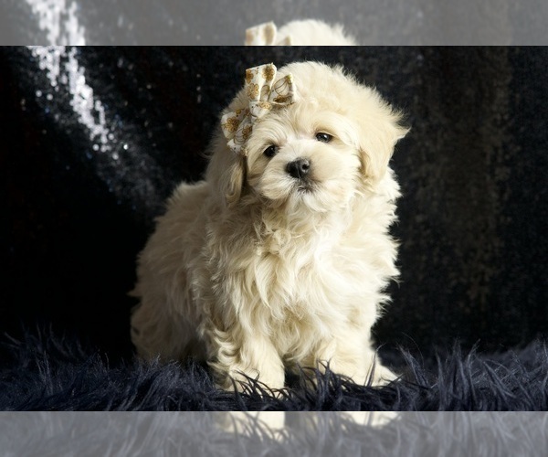 Medium Photo #5 Maltipoo Puppy For Sale in WARSAW, IN, USA