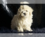Small #4 Maltipoo