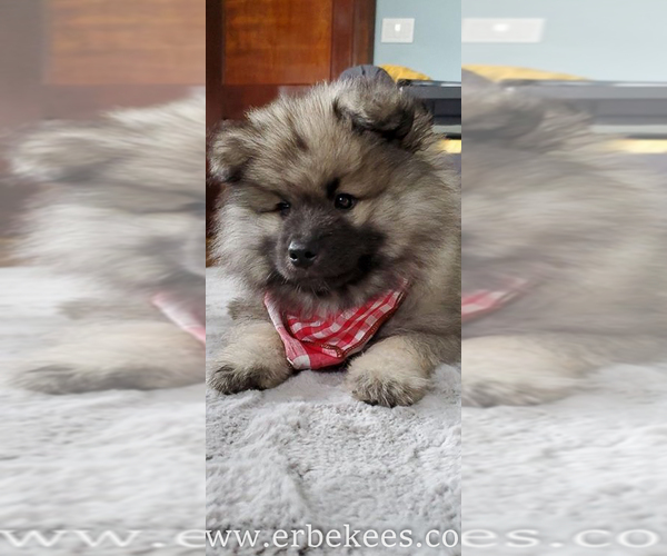 Medium Photo #72 Keeshond Puppy For Sale in FAYETTEVILLE, TN, USA
