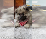 Small Photo #72 Keeshond Puppy For Sale in FAYETTEVILLE, TN, USA