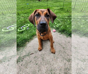 Great Dane-Unknown Mix Dogs for adoption in New London, WI, USA
