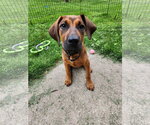 Small Great Dane Mix