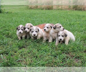 Great Pyrenees Puppy for sale in PRAGUE, OK, USA