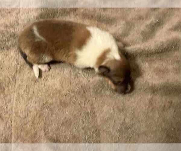 Medium Photo #20 Collie Puppy For Sale in HIGH POINT, NC, USA