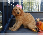 Small #2 Goldendoodle
