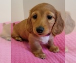 Small Photo #1 Dachshund Puppy For Sale in CATAULA, GA, USA
