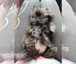 Small Photo #8 Shih Tzu Puppy For Sale in LEHIGH ACRES, FL, USA