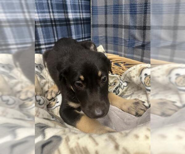 Medium Photo #1 German Shepherd Dog Puppy For Sale in Rosenberg, TX, USA