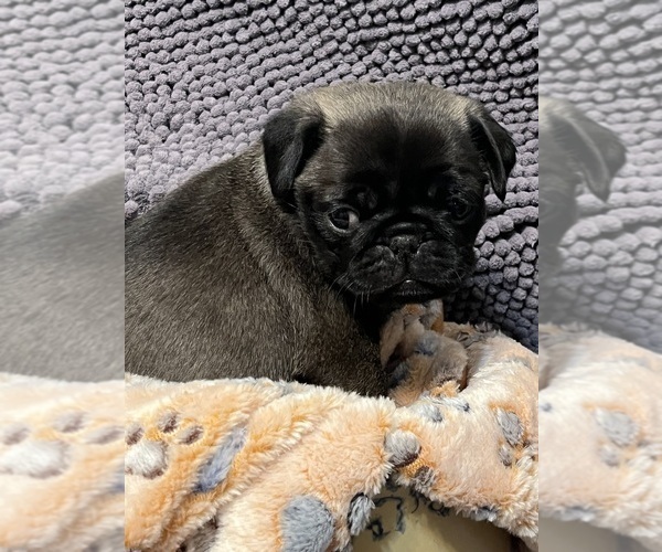 Medium Photo #3 Pug Puppy For Sale in SPRING CITY, PA, USA