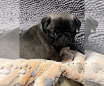 Small Photo #3 Pug Puppy For Sale in SPRING CITY, PA, USA