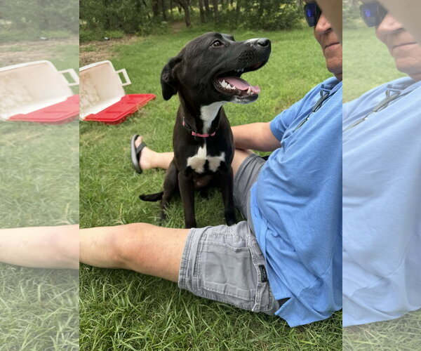 Medium Photo #1 Labrador Retriever-Unknown Mix Puppy For Sale in NEWPORT NH, NH, USA