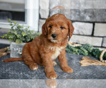 Small Photo #24 Goldendoodle (Miniature) Puppy For Sale in HOLMESVILLE, OH, USA
