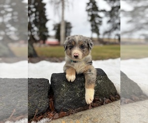 Border Collie Puppy for sale in YAKIMA, WA, USA