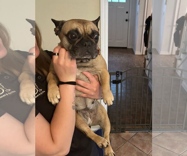 Medium Photo #2 French Bulldog-Unknown Mix Puppy For Sale in Rockaway, NJ, USA
