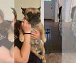 Small #1 French Bulldog Mix