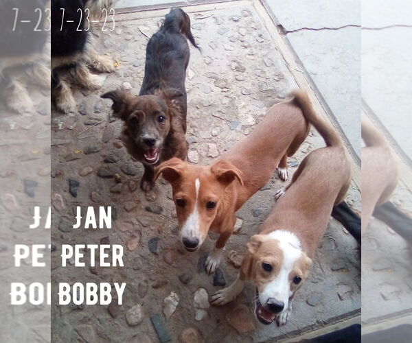 Medium Photo #10 Italian Greyhound-Jack Russell Terrier Mix Puppy For Sale in Apple Valley, CA, USA