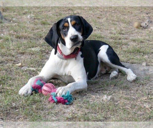 Medium Photo #1 Treeing Walker Coonhound Puppy For Sale in Monterey, VA, USA