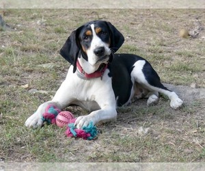 Treeing Walker Coonhound Dogs for adoption in Monterey, VA, USA