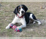Small Treeing Walker Coonhound