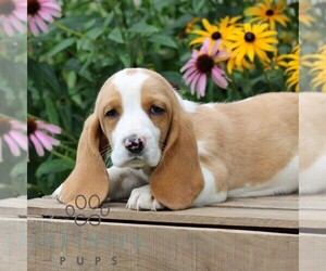 Basset Hound Puppy for sale in MANHEIM, PA, USA