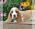 Small Basset Hound