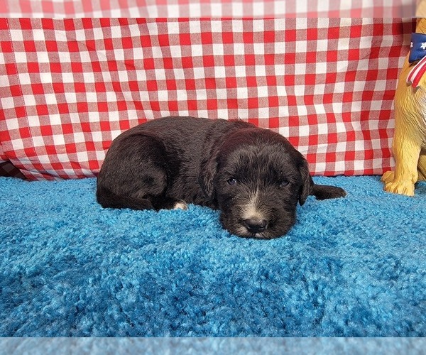Medium Photo #28 Golden Mountain Dog Puppy For Sale in BLACK FOREST, CO, USA