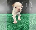 Small Photo #155 Boston Terrier Puppy For Sale in TULARE, CA, USA