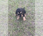 Small #3 Bloodhound