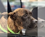 Small #27 Cane Corso