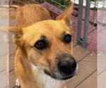 Small #4 Carolina Dog-German Shepherd Dog Mix