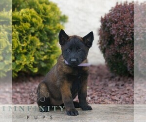 Belgian Malinois Puppy for sale in HONEY BROOK, PA, USA
