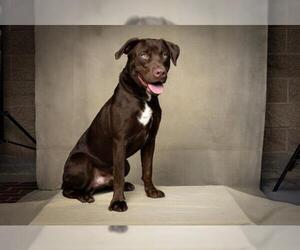 Labrador Retriever Dogs for adoption in Jackson, CA, USA