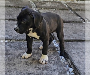 American Bully Puppy for sale in BOCA RATON, FL, USA