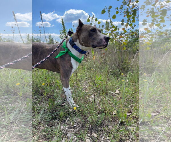 Medium Photo #37 American Pit Bull Terrier-Unknown Mix Puppy For Sale in Germantown, OH, USA