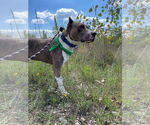 Small #36 American Pit Bull Terrier Mix