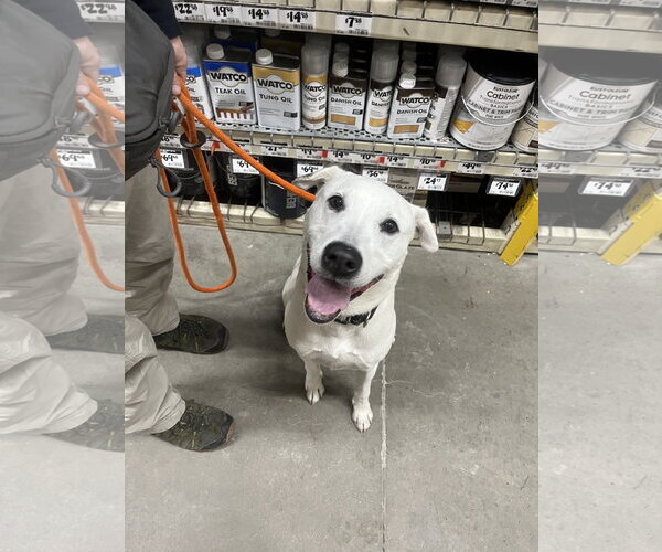 Medium Photo #4 Mutt Puppy For Sale in Brooklyn, NY, USA