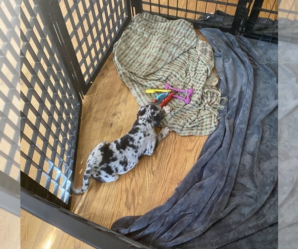 Medium Photo #1 American Pit Bull Terrier-Catahoula Leopard Dog Mix Puppy For Sale in PLAINFIELD, IL, USA