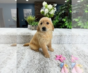 Medium Golden Retriever