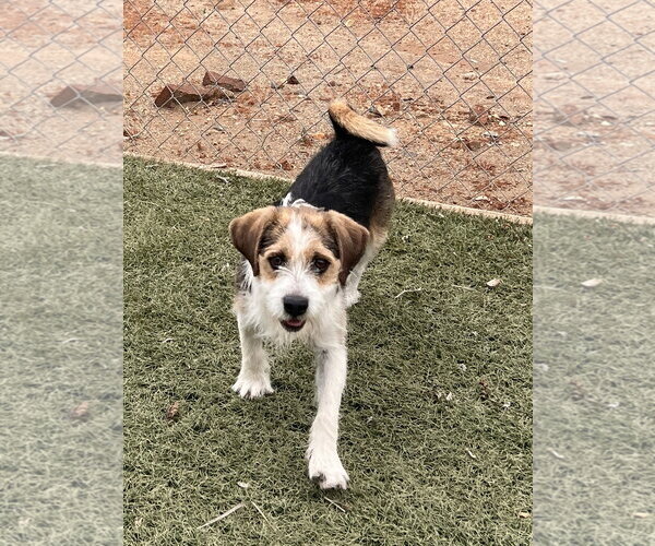 Medium Photo #2 Beagle Puppy For Sale in Menifee, CA, USA