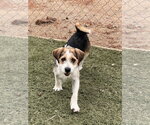 Small #1 Beagle
